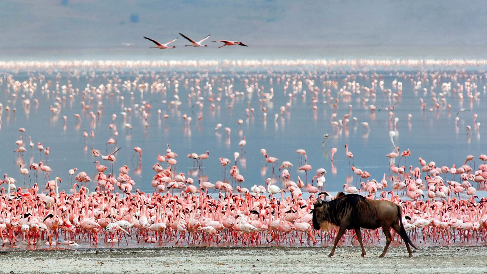Ngorongoro Crater