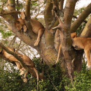 Lake Manyara National Park