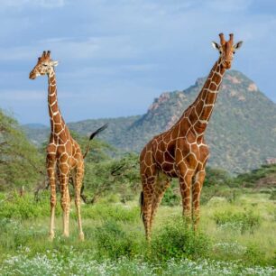 Mkomazi National Park