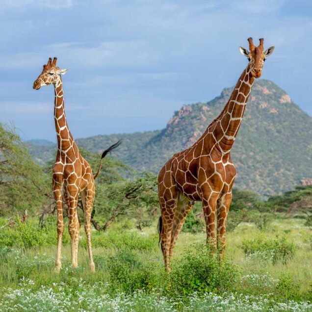 Mkomazi National Park