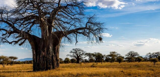 Tarangire National Park
