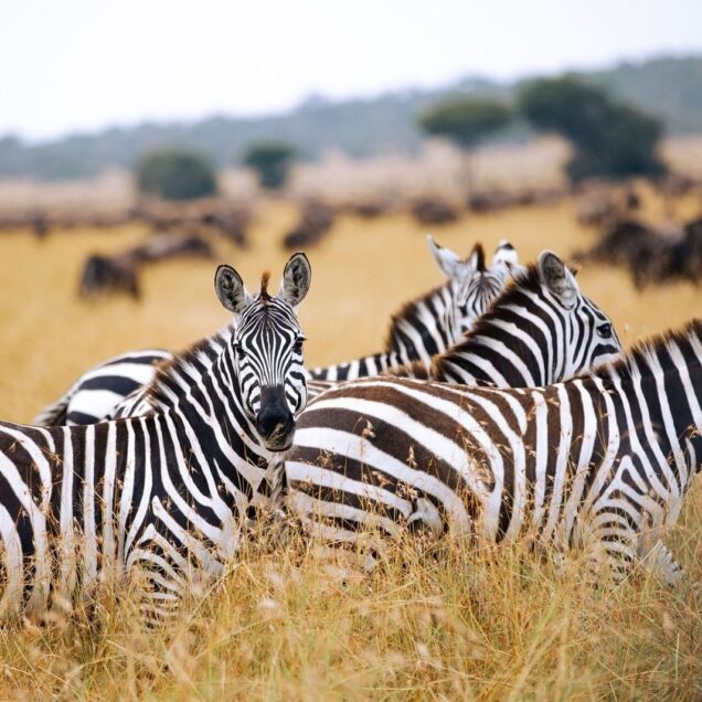 Ngorongoro Conservation Area