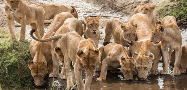 Serengeti National Park Safaris