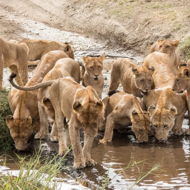 Serengeti National Park Safaris
