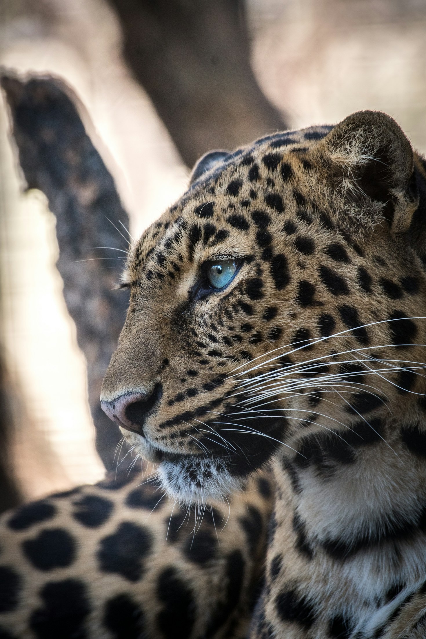 The Best Seasons For Serengeti Wildlife Viewing Revealed