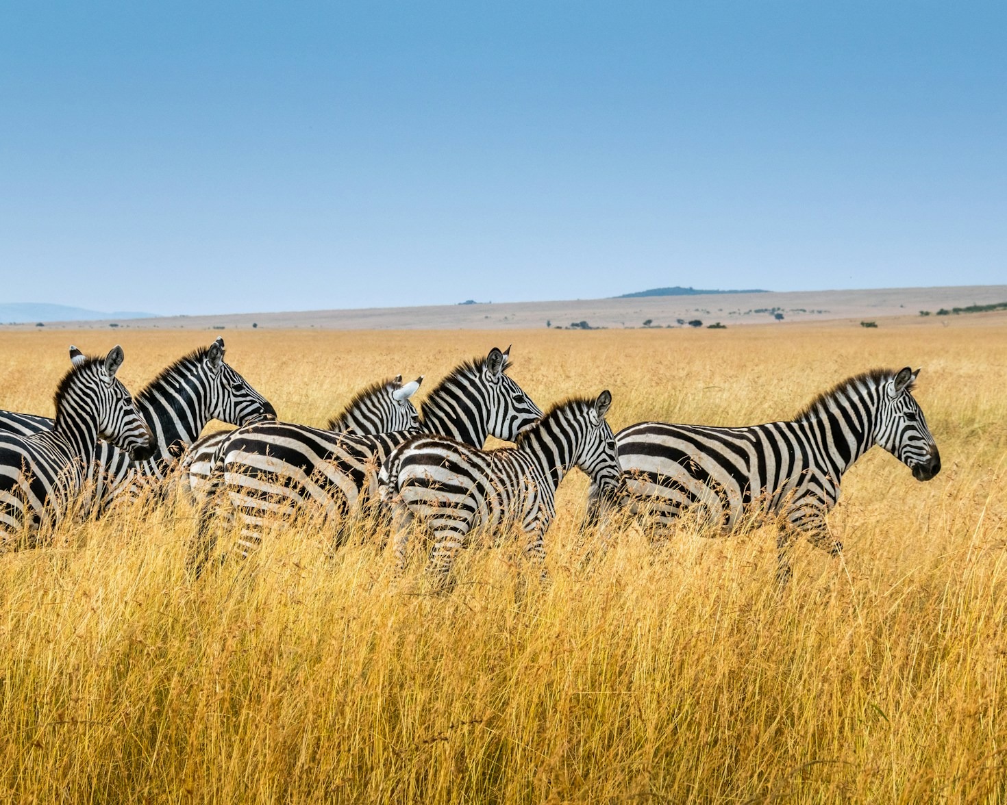 Capturing The Perfect Wildlife Photos In The Serengeti