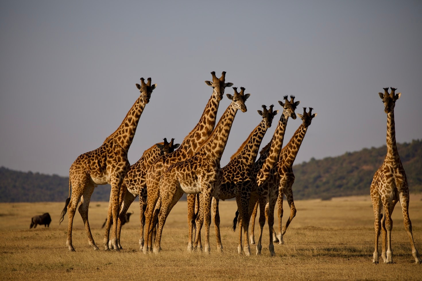Cultural Immersion Experiences During Your Tanzanian Vacation